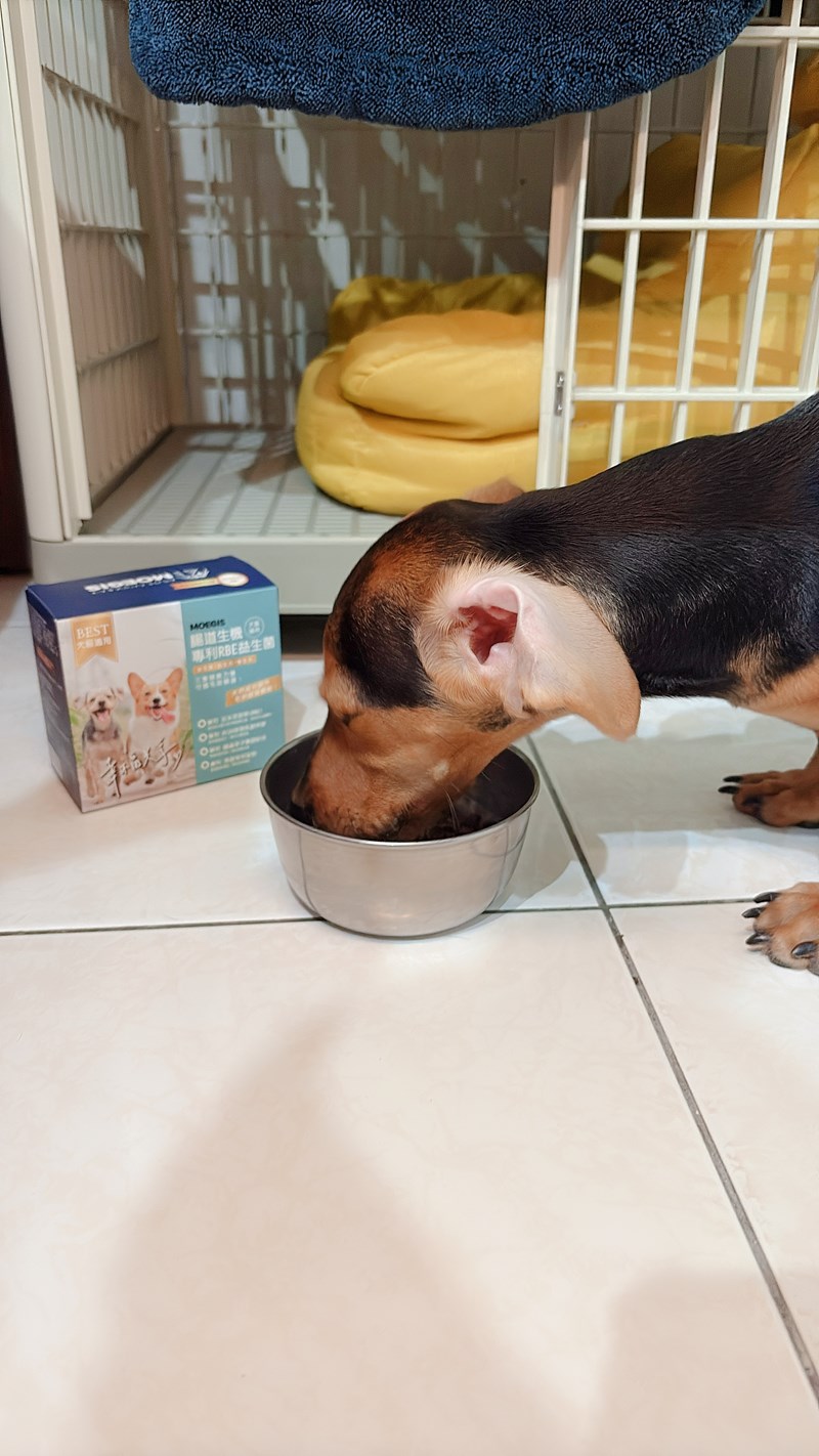 女人知己試用大隊,口碑行銷,部落客行銷,Moegis萌吉 腸道生機專利RBE益生菌,寵物益生菌,專利RBE益生元,專利蔬果酵素,小分子胜肽,藍藻粉,維持免疫力,幫助維持消化道機能,維持正常食慾,改變細菌叢生態,腸胃保健,犬貓適用